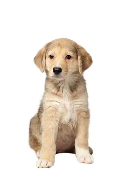 Mixed Breed Ginger Puppy Sits Isolated on White — Stock Photo, Image
