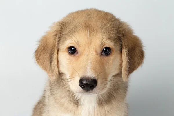 Primeros planos mezcla raza jengibre cachorro piedad buscando aislado en blanco — Foto de Stock