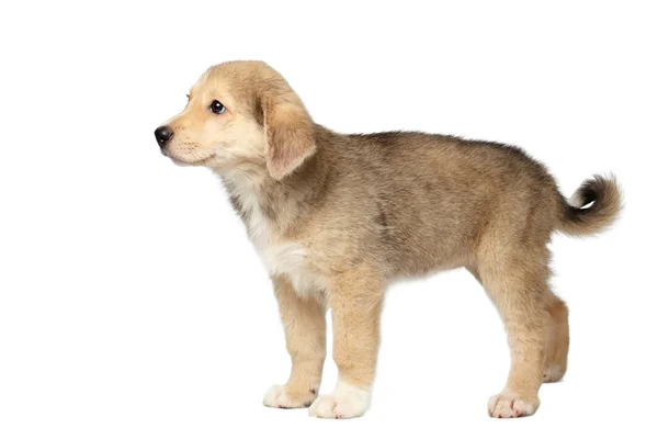 Raça mista de gengibre filhote de cachorro fica isolado no branco — Fotografia de Stock