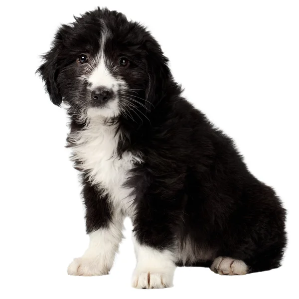 Mixed Breed Black Puppy Sits and Looking in Camera Isolated — Stock Photo, Image