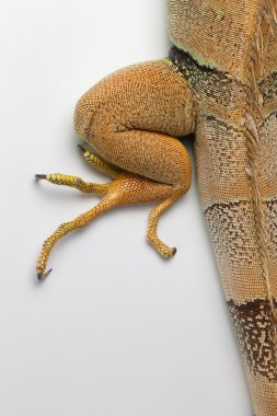 Yeşil Iguana bacak beyaz üzerine yukarıdan 