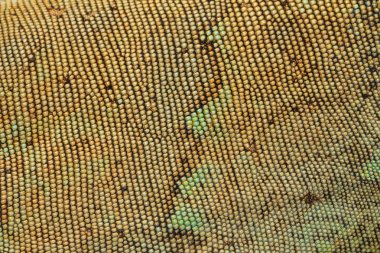 Cilt doku desen Yeşil Iguana