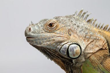 Beyaz arka plan üzerinde closeup Yeşil Iguana