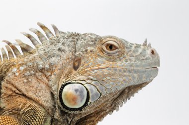 Beyaz arka plan üzerinde closeup Yeşil Iguana