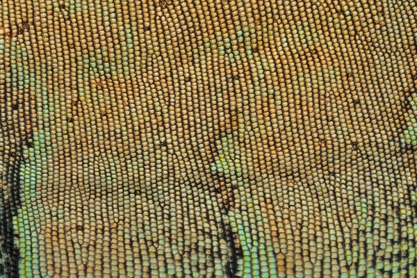Kůže textury vzor Leguán zelený — Stock fotografie