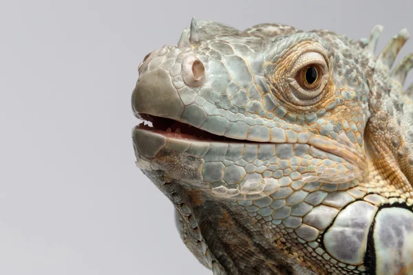 Closeup Green Iguana on White Background — Stock Photo, Image