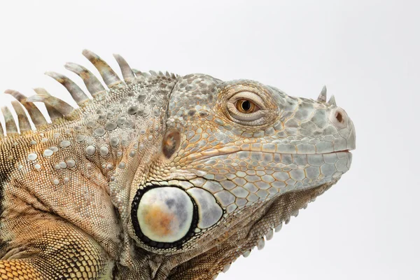 Iguana verde de primer plano sobre fondo blanco — Foto de Stock