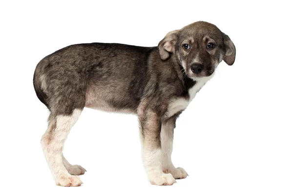 Mixed Breed  Puppy Pity Looking Isolated on White — Stock Photo, Image