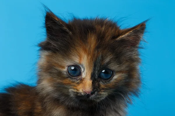 Closeup น่ารักน่าหยิก Tortie Kitten บน สีน้ําเงิน — ภาพถ่ายสต็อก