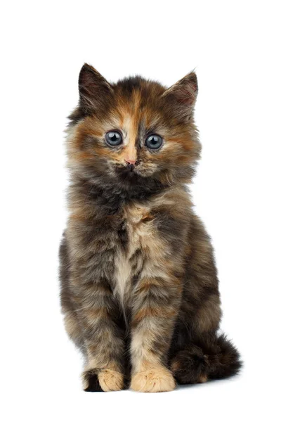 Cute Tortie Kitten sitting on White background — Stock Photo, Image