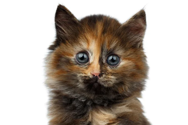 Closeup Cute Tortie Kitten on White background — Stock Photo, Image