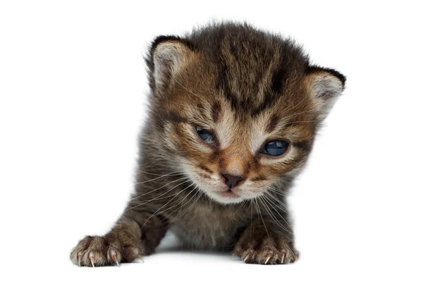 Closeup Cute New born Kitten  Isolated on White — Stock Photo, Image