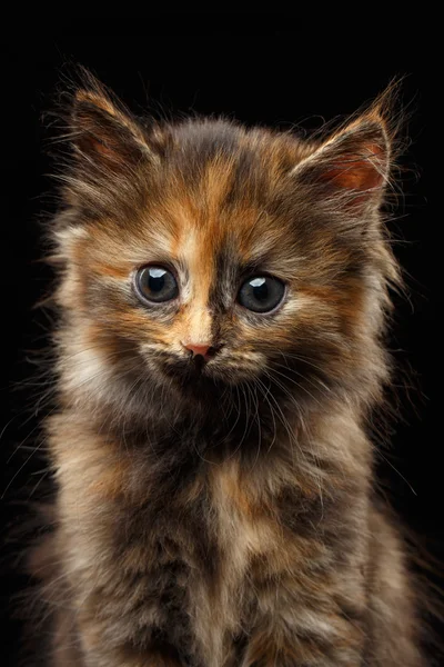 Closeup bonito tortie gatinho no fundo preto — Fotografia de Stock