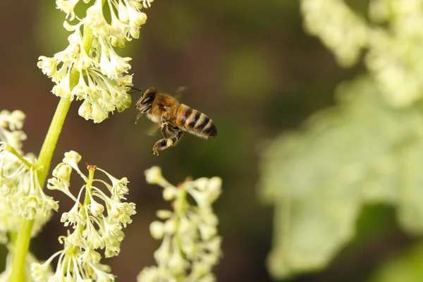 Fliegende Bienen bestäuben Blume auf Wiese — Stockfoto