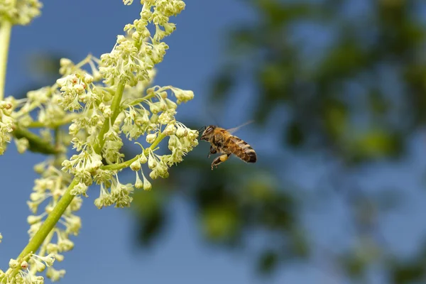 Fliegende Bienen bestäuben Blume am blauen Himmel — Stockfoto