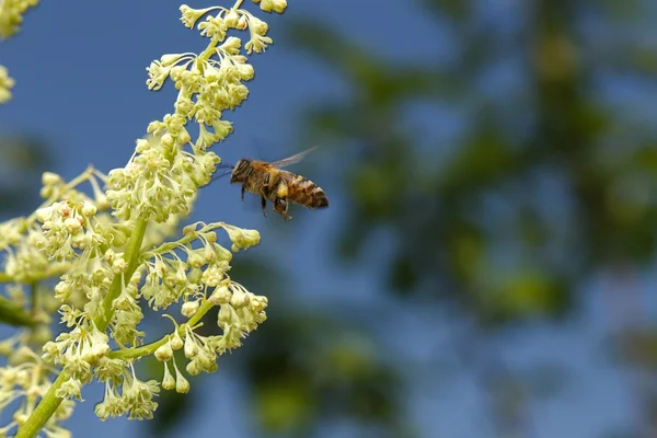 Fliegende Bienen bestäuben Blume am blauen Himmel — Stockfoto