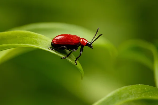 Lys écarlate rouge scarabée sur la plante — Photo