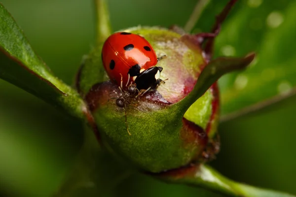 Attaque de fourmi coccinelle sur bourgeon de fleur — Photo