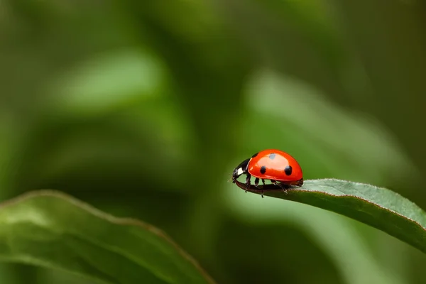 Marienkäfer auf Gras auf grünem Hintergrund — Stockfoto