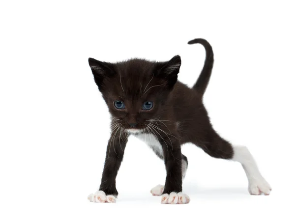 Cute Black Chocolate Kitten on White — Stock Photo, Image