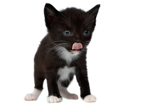 Cute Black Chocolate Kitten on White — Stock Photo, Image