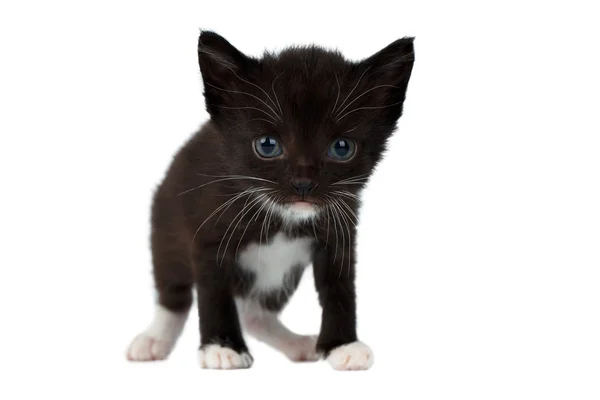 Carino nero cioccolato gattino su bianco — Foto Stock