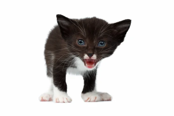 Closeup Cute Meowing Black Chocolate Kitten on White — Stock Photo, Image