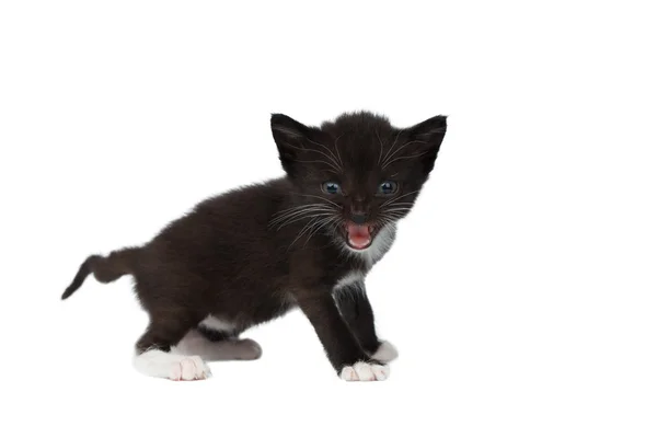 Closeup Cute Meowing Black Chocolate Kitten on White — Stock Photo, Image