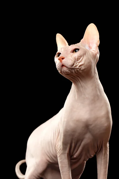 Glatzkopf-Katze. Nackte Katze isoliert — Stockfoto