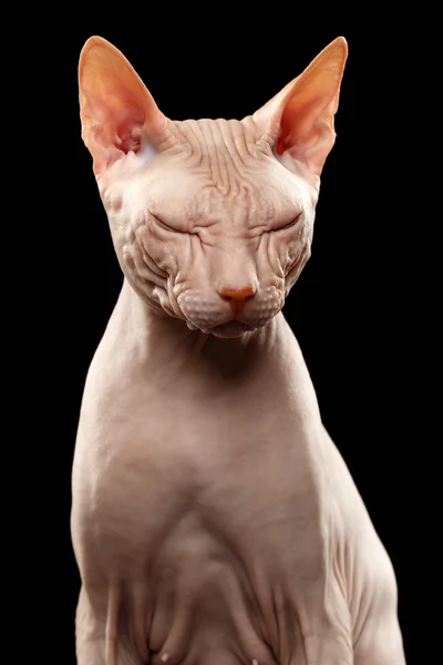 Careca Sphynx Cat. Nu gato Squinted no preto — Fotografia de Stock