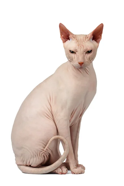 Der rosafarbene Katzensphynx sitzt. Nackte Katze isoliert auf weiß — Stockfoto