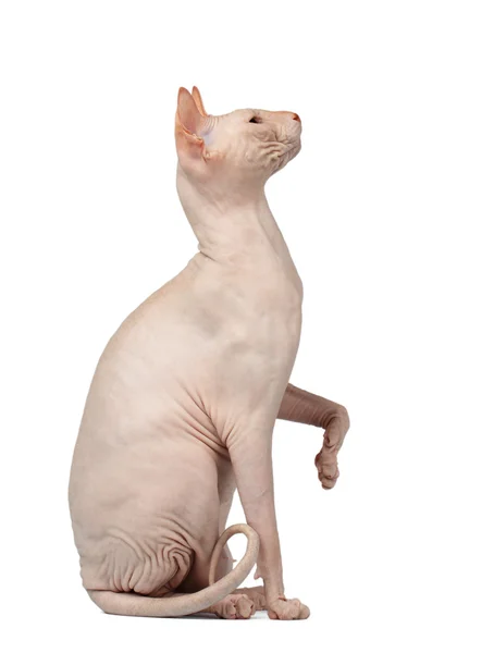 ツジペット TSUZIPET ねこ ぬいぐるみ 昭和レトロ ピンク - メルカリ