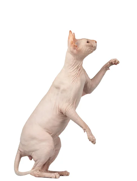 Rosa Katze Sphynx sitzt und hebt Pfote isoliert auf weiß — Stockfoto