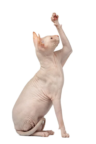 Sphynx cat breed sits yawning Stock Photo averyanova Sphynx cat breed sits yawning Stock Photo averyanova