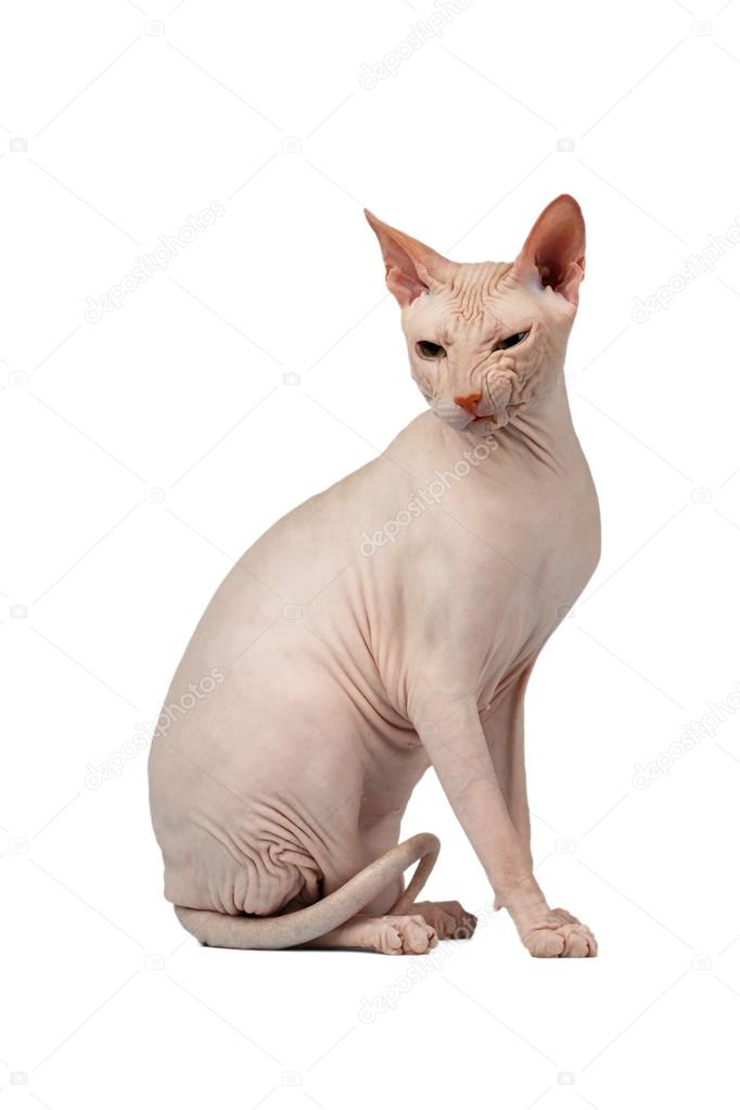 Pink Cat  Sphynx Sits. Naked cat Isolated on White 