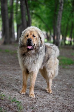 Yetişkin Tibetli Mastiff standları açık havada