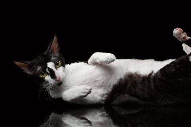 Cornish Rex kedi yalanlar üzerine arka izole 