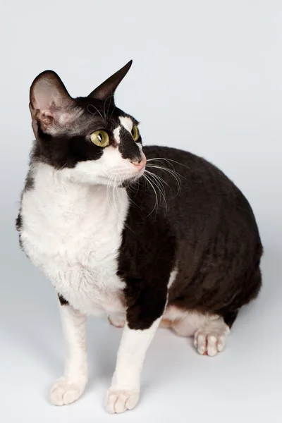 Portrait of Cornish Rex Sits on White — Stock Photo, Image