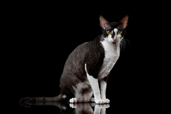 Cornish Rex siedzi i patrząc aparacie na białym tle — Zdjęcie stockowe