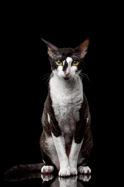 Cornish Rex zit en op zoek Camera geïsoleerd — Stockfoto