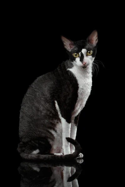 Cornish Rex Sits and Looking in Camera Isolated — Stock Photo, Image