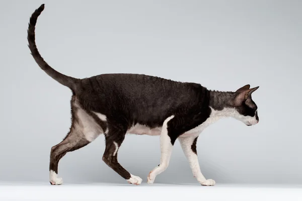 Caminando Cornish Rex gato en blanco —  Fotos de Stock