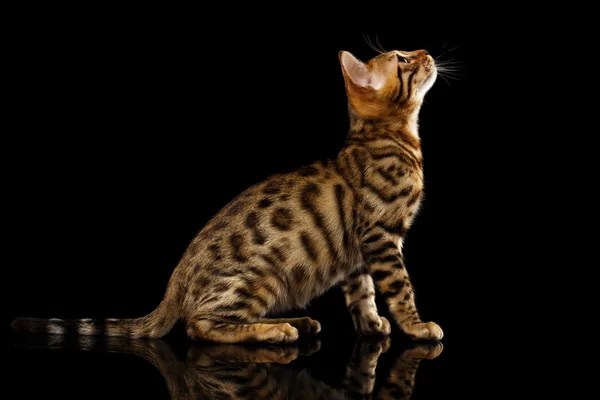 Bengal cat sitzt auf schwarz — Stockfoto