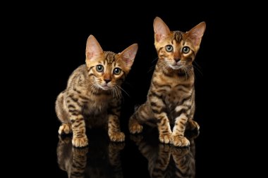 Siyah kameraya bakarak iki Bengal Kitty