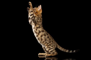 Bengal Kitty standları ve pençeleri siyah kadar yükselterek 