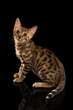 Bengal Kitty Sits and Looking Up on Black clipart