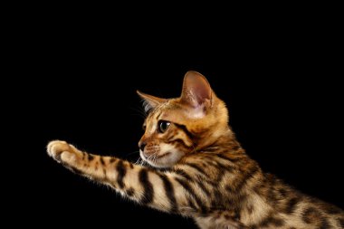 Bengal Kitty oturur ve pençe siyah kadar yükselterek