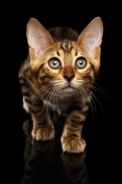 Bengal Kitty Crouching portre siyah izole