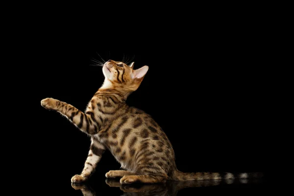 Bengal Kitty Sits and Raising Up Paw on Black — Stock Photo, Image