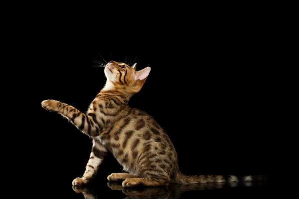 Bengal kitty sitzt und heben Pfote auf schwarz — Stockfoto